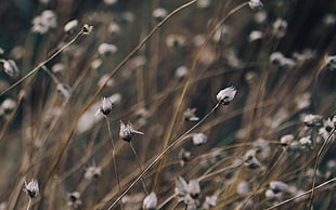 selective focus photography of gray dried plants